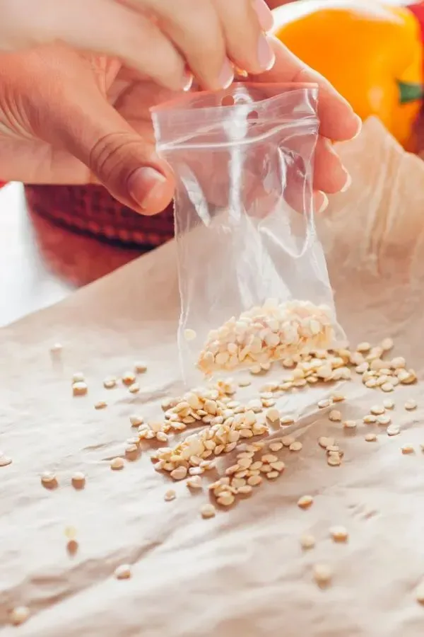 Hybrid Capsicum Seeds